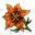 Floare Portocalie